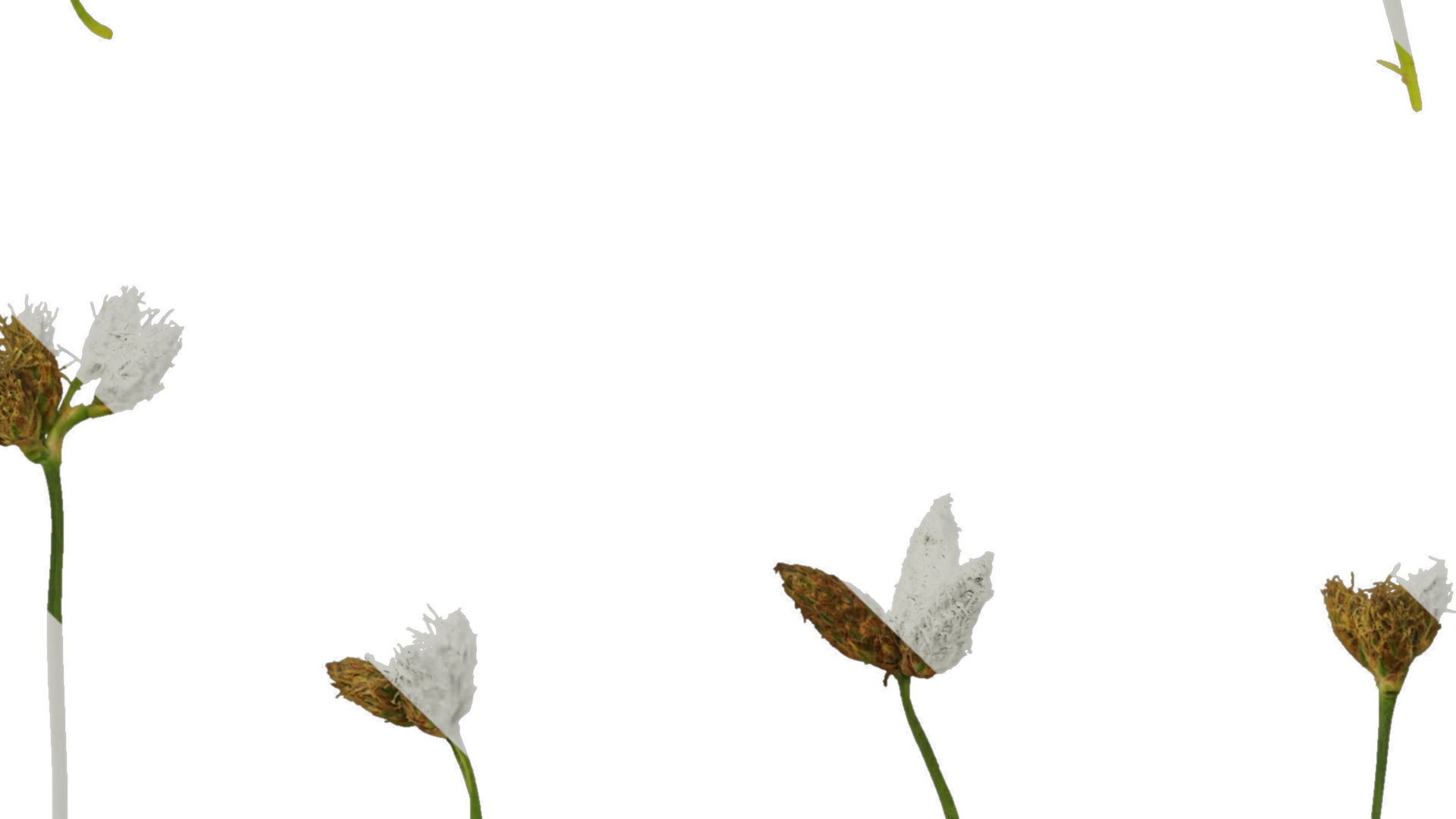 Anydrafts Juncus effusus Atlas 01 Texture_5