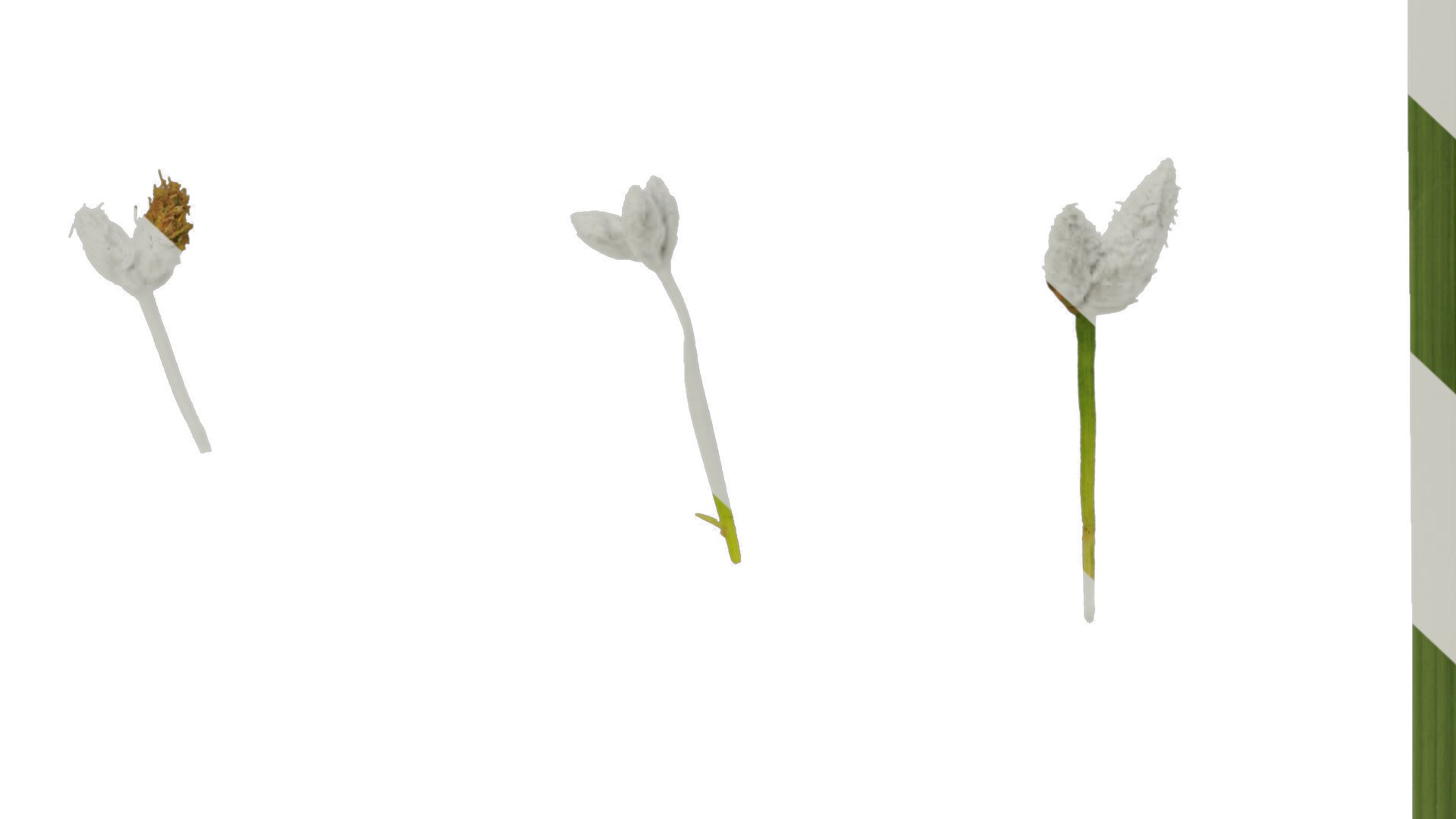 Anydrafts Juncus effusus Atlas 01 Texture_7