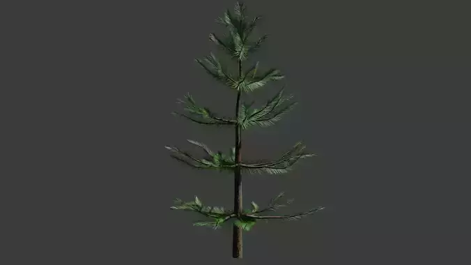 Pine tree 
