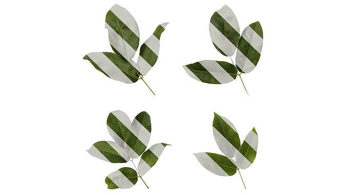 Anydrafts Rhus potaninii Leaf 04 Texture