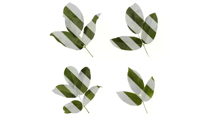 Anydrafts Rhus potaninii Leaf 04