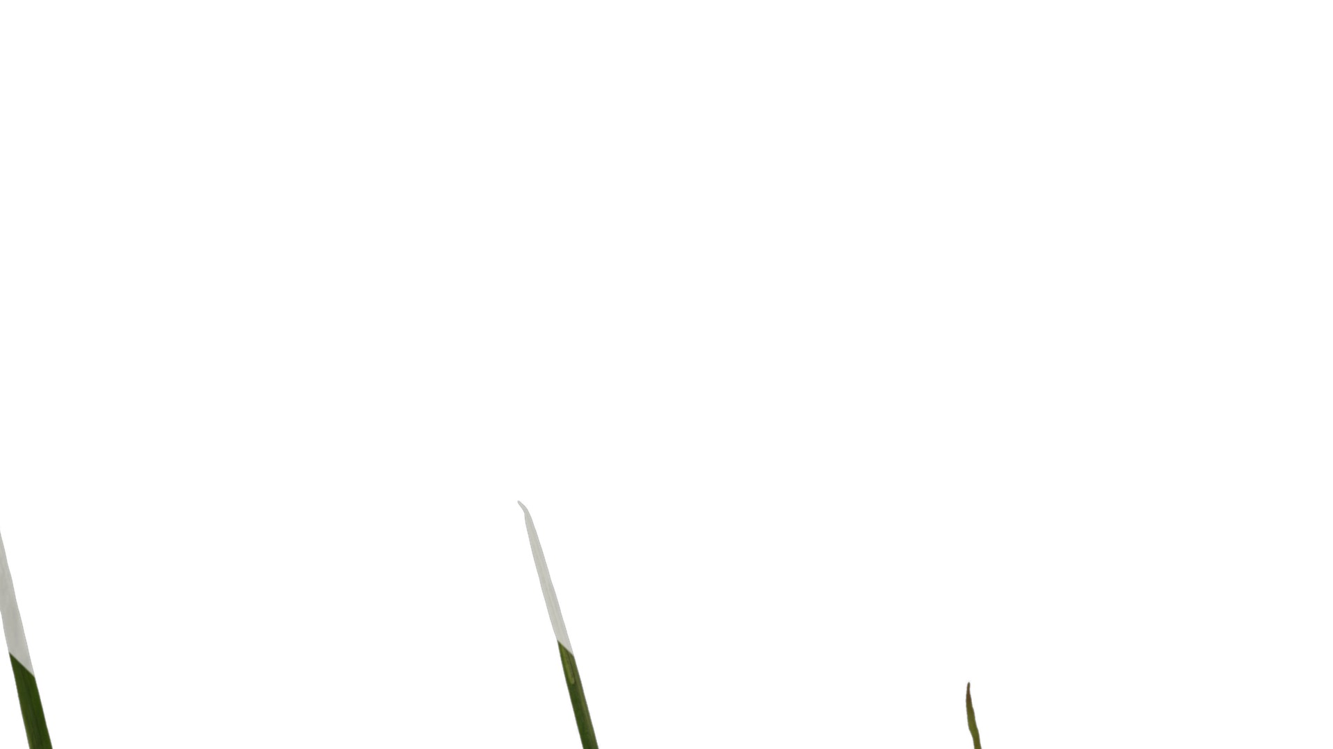 Anydrafts Juncus effusus Leaf 06 Texture_1
