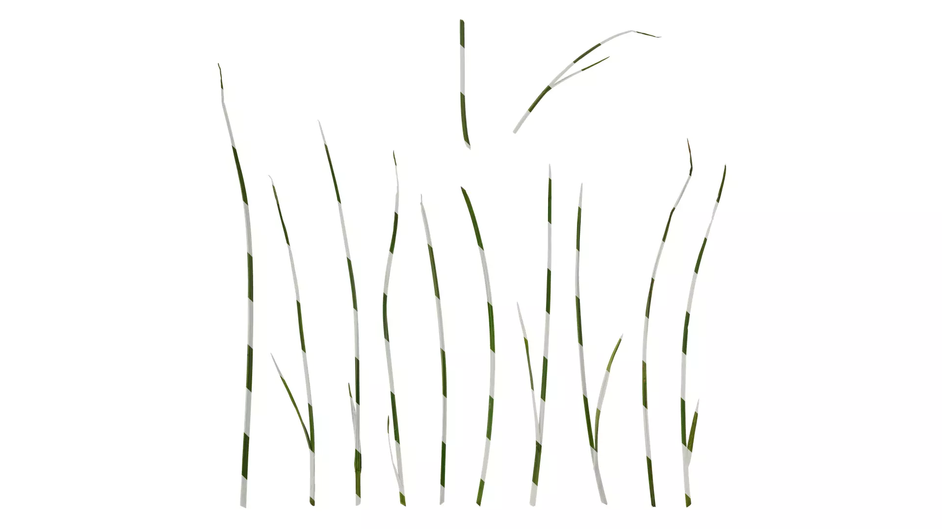 Anydrafts Juncus effusus Leaf 06 Texture_0