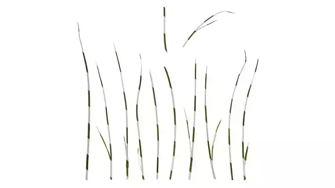 Anydrafts Juncus effusus Leaf 06 Texture