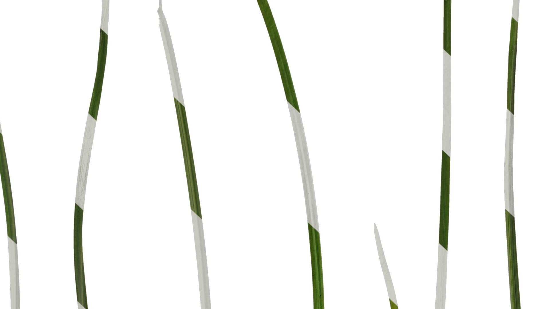 Anydrafts Juncus effusus Leaf 06 Texture_7