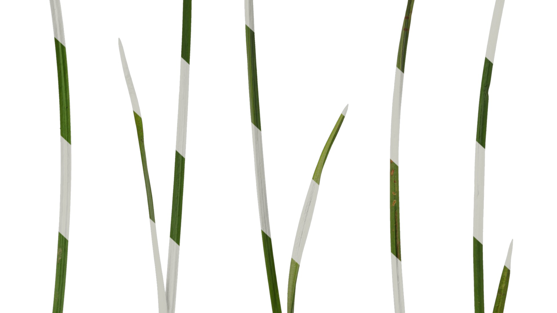 Anydrafts Juncus effusus Leaf 06 Texture_6