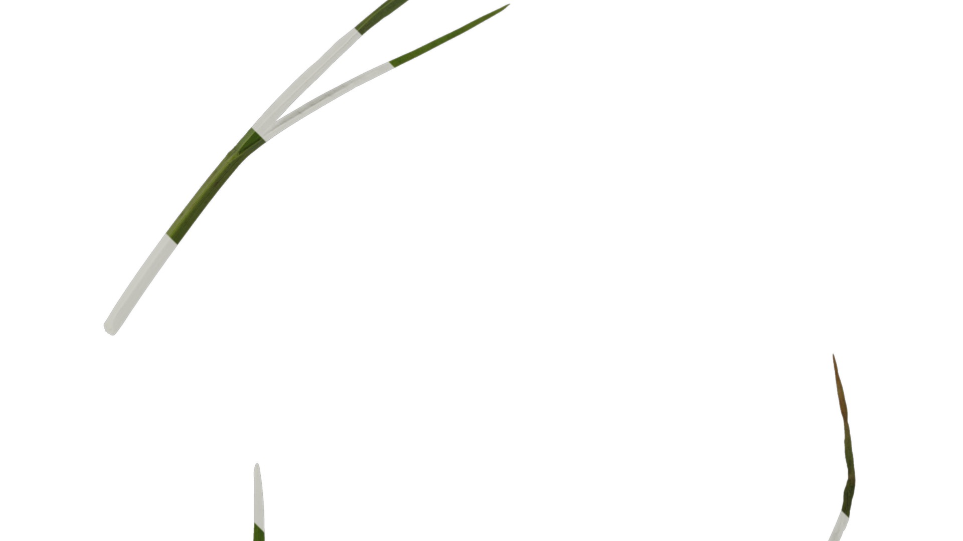 Anydrafts Juncus effusus Leaf 06 Texture_2