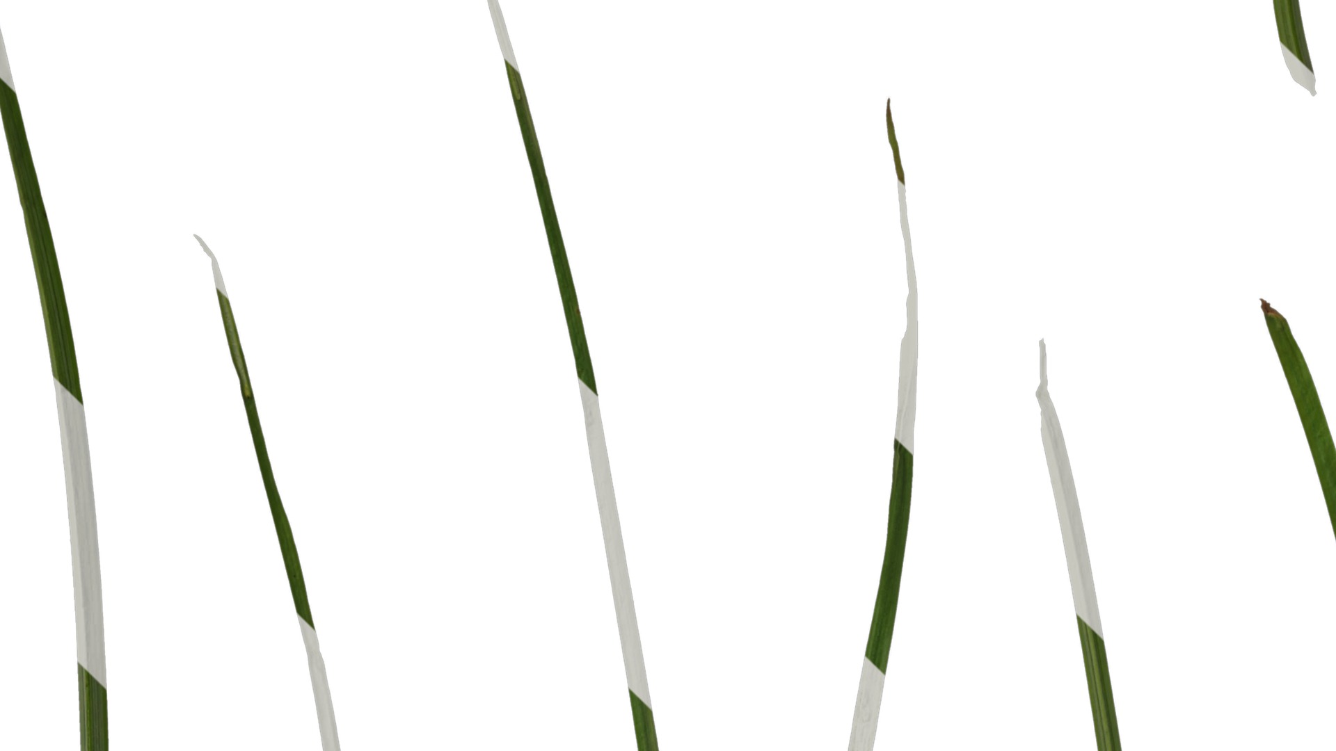 Anydrafts Juncus effusus Leaf 06 Texture_3