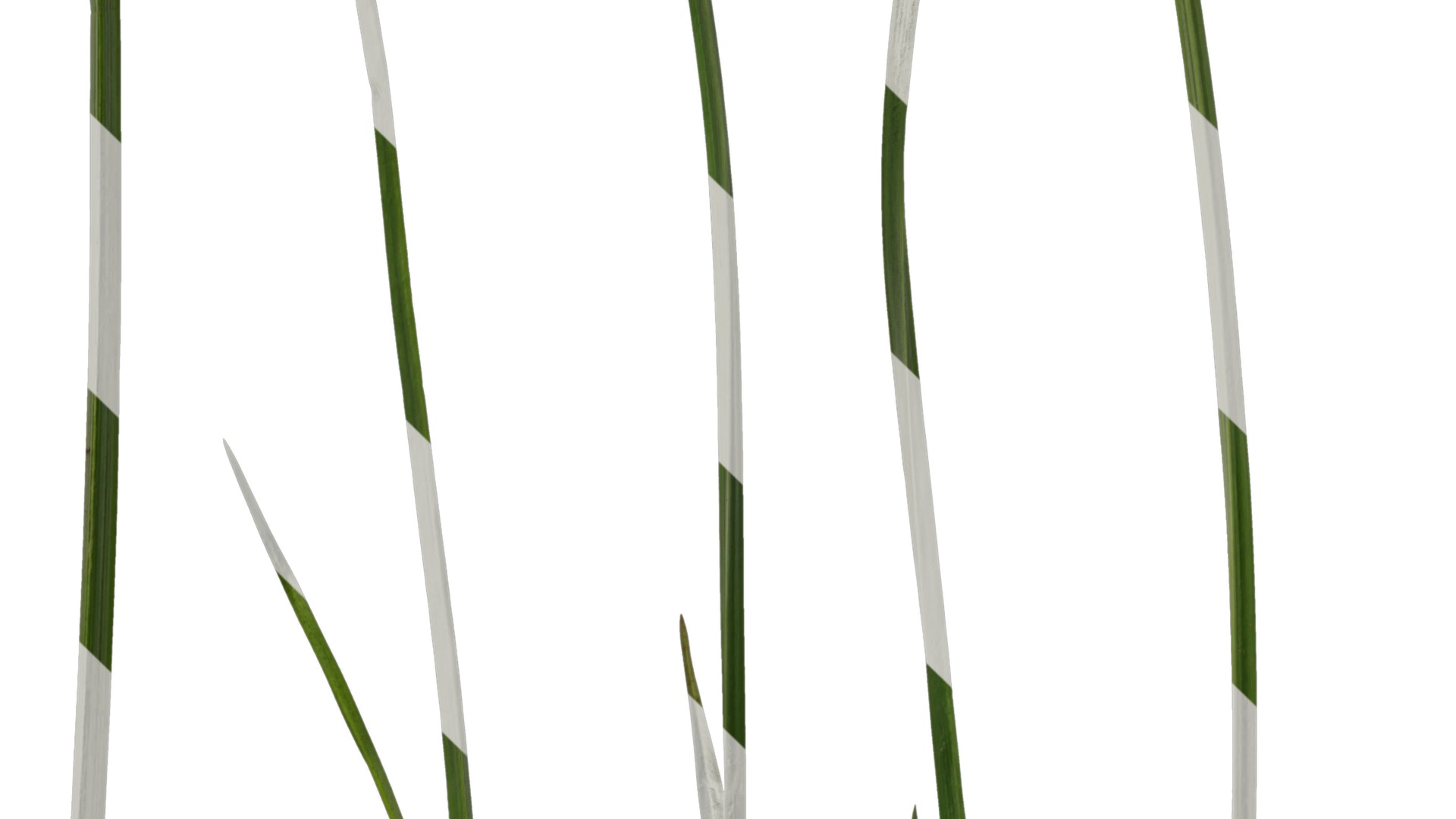 Anydrafts Juncus effusus Leaf 06 Texture_5