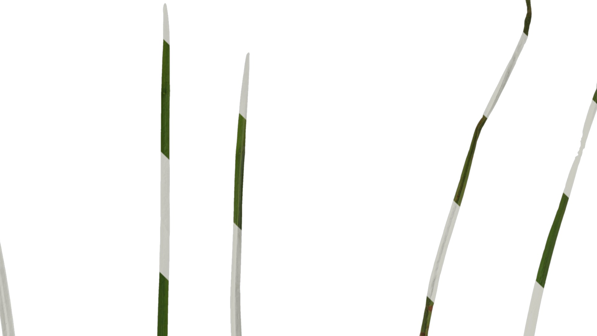 Anydrafts Juncus effusus Leaf 06 Texture_4