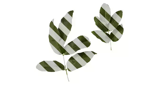 Anydrafts Rhus potaninii Leaf 06