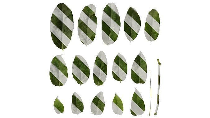 Anydrafts Rhus potaninii Leaf 07 Texture