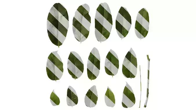 Anydrafts Rhus potaninii Leaf 07