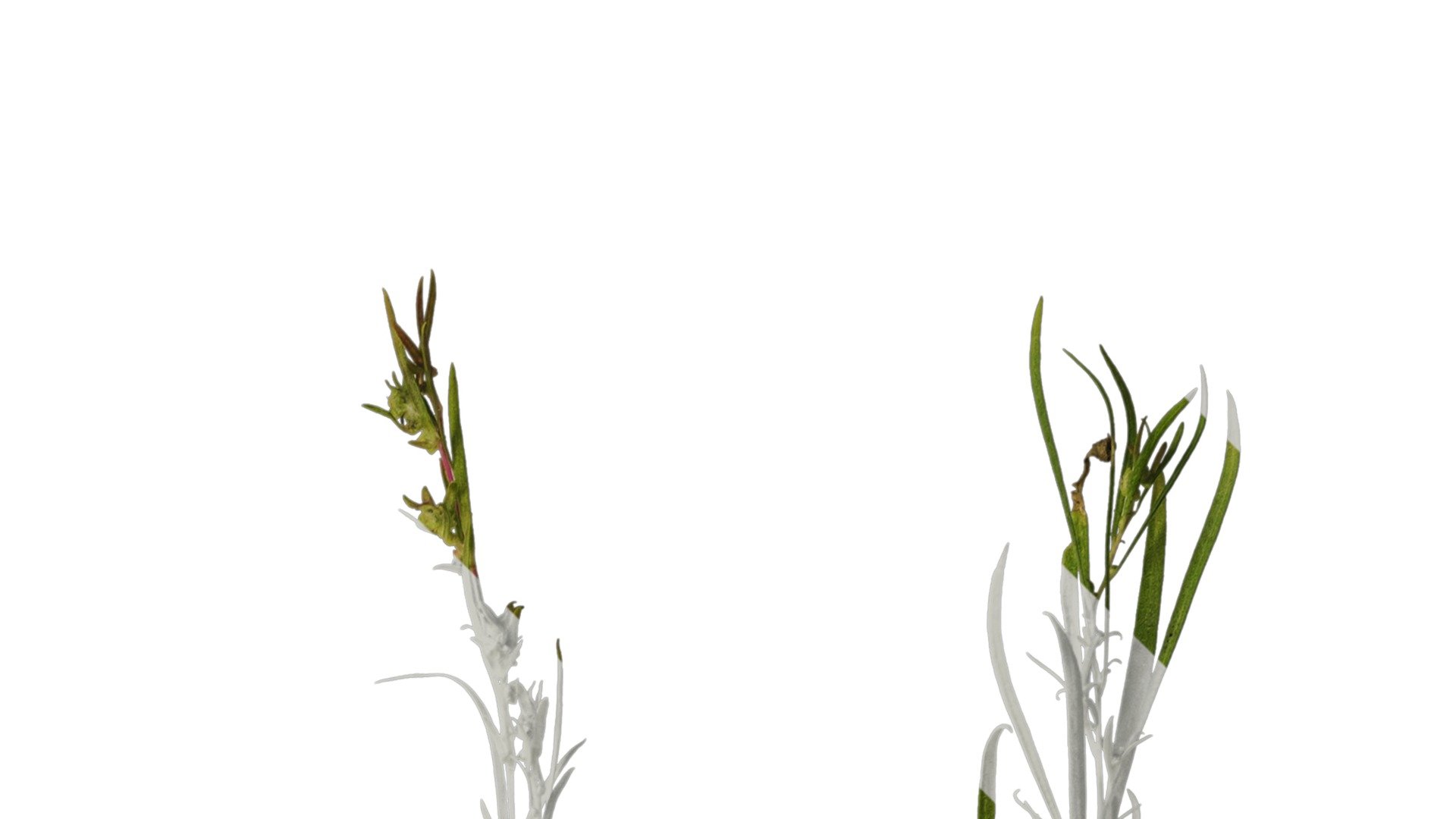 Anydrafts Kochia scoparia Atlas 01 Texture_2