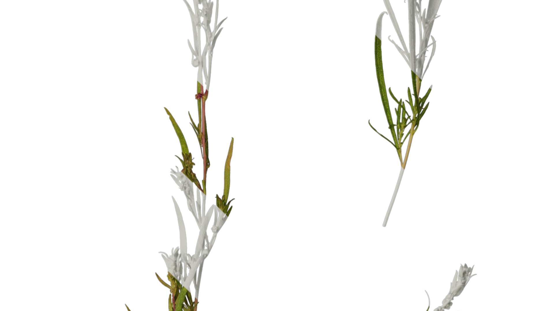 Anydrafts Kochia scoparia Atlas 01 Texture_4