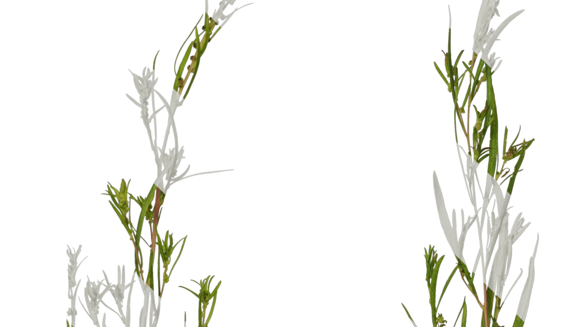 Anydrafts Kochia scoparia Atlas 01 Texture_3