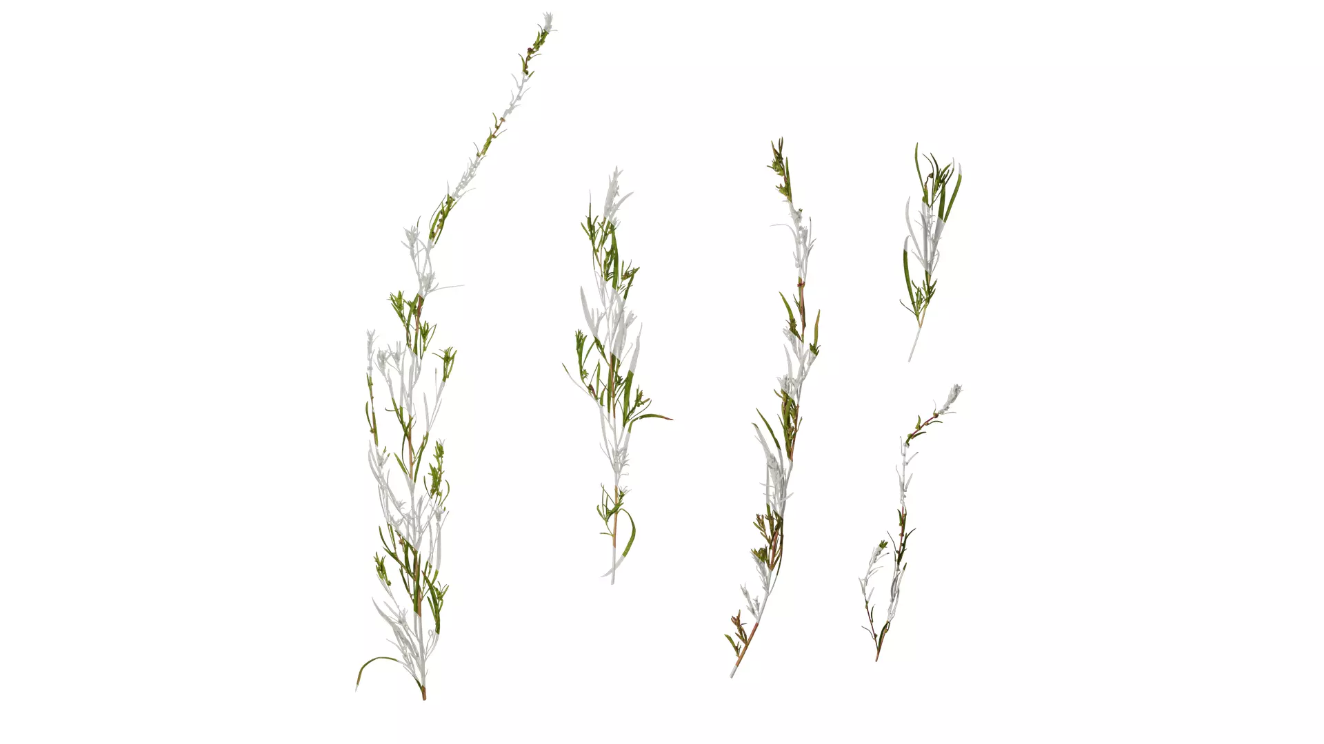 Anydrafts Kochia scoparia Atlas 01 Texture_0