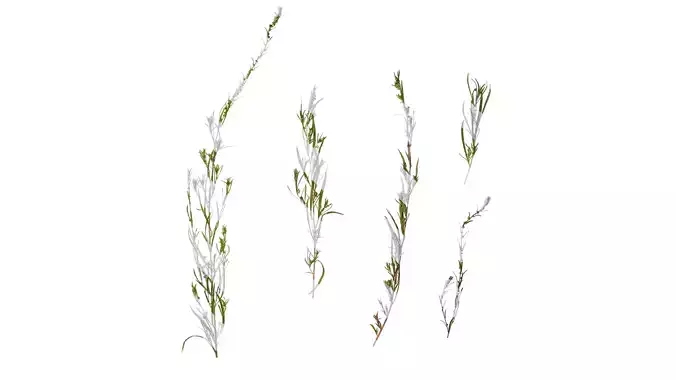 Anydrafts Kochia scoparia Atlas 01