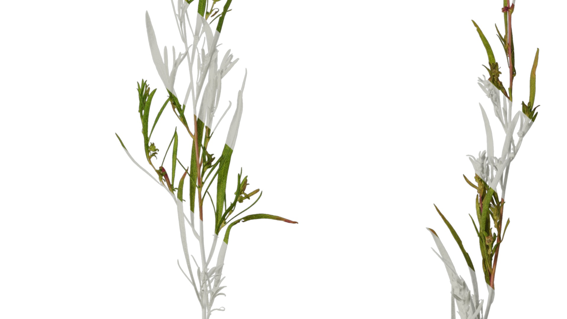 Anydrafts Kochia scoparia Atlas 01 Texture_7