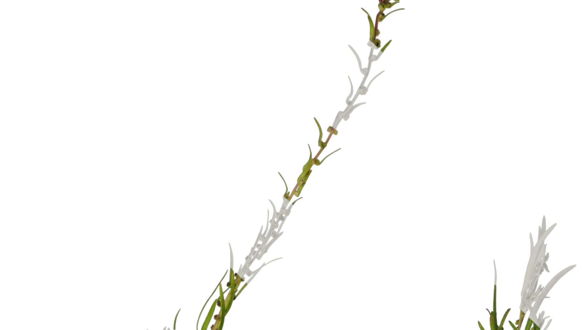 Anydrafts Kochia scoparia Atlas 01 Texture_1