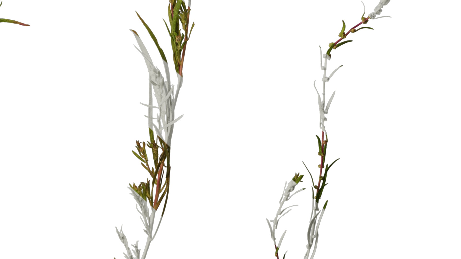 Anydrafts Kochia scoparia Atlas 01 Texture_6