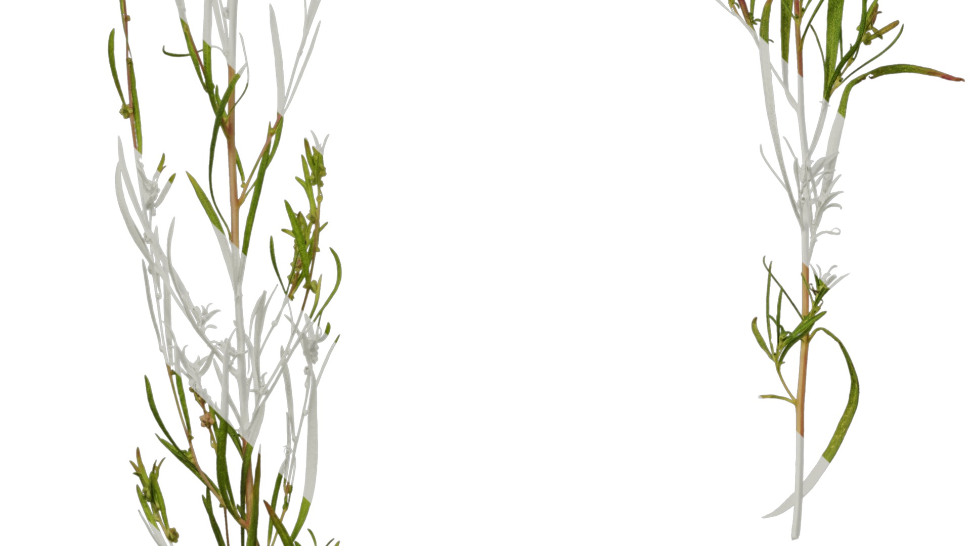 Anydrafts Kochia scoparia Atlas 01 Texture_5