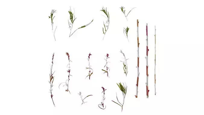 Anydrafts Kochia scoparia Atlas 02