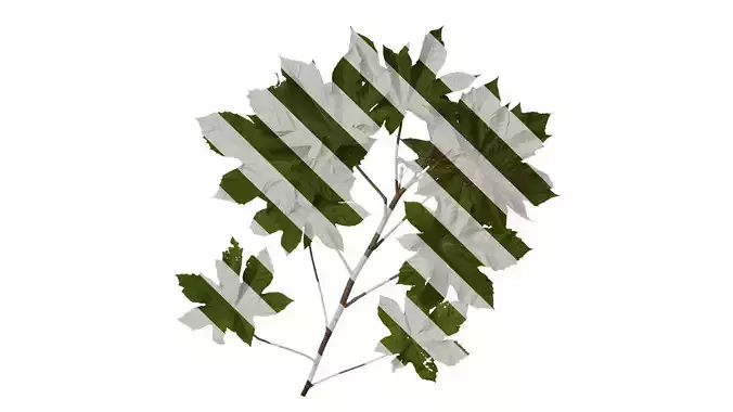 Anydrafts Ricinus communis Atlas 02 Texture
