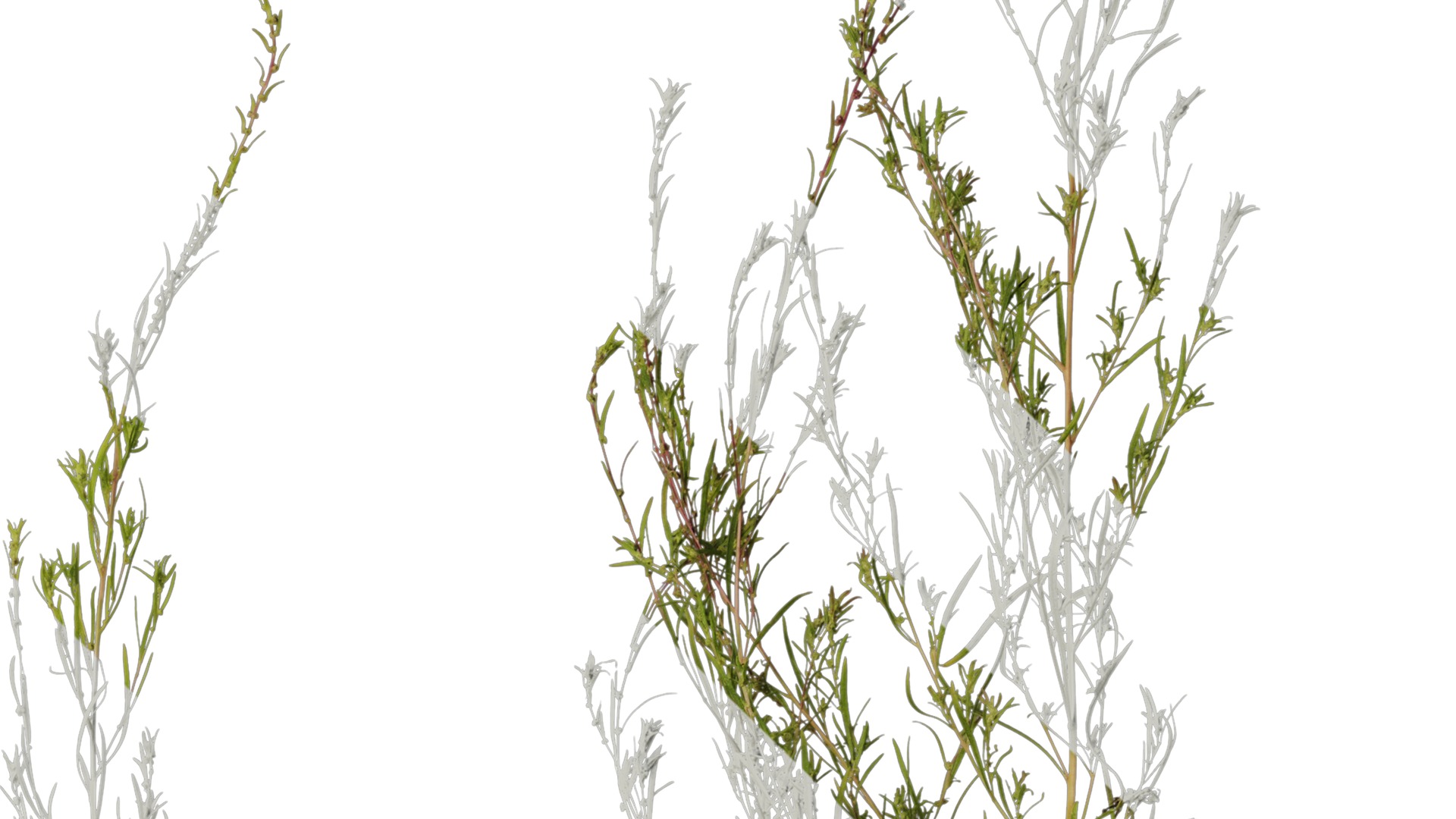 Anydrafts Kochia scoparia Atlas 03 Texture_4