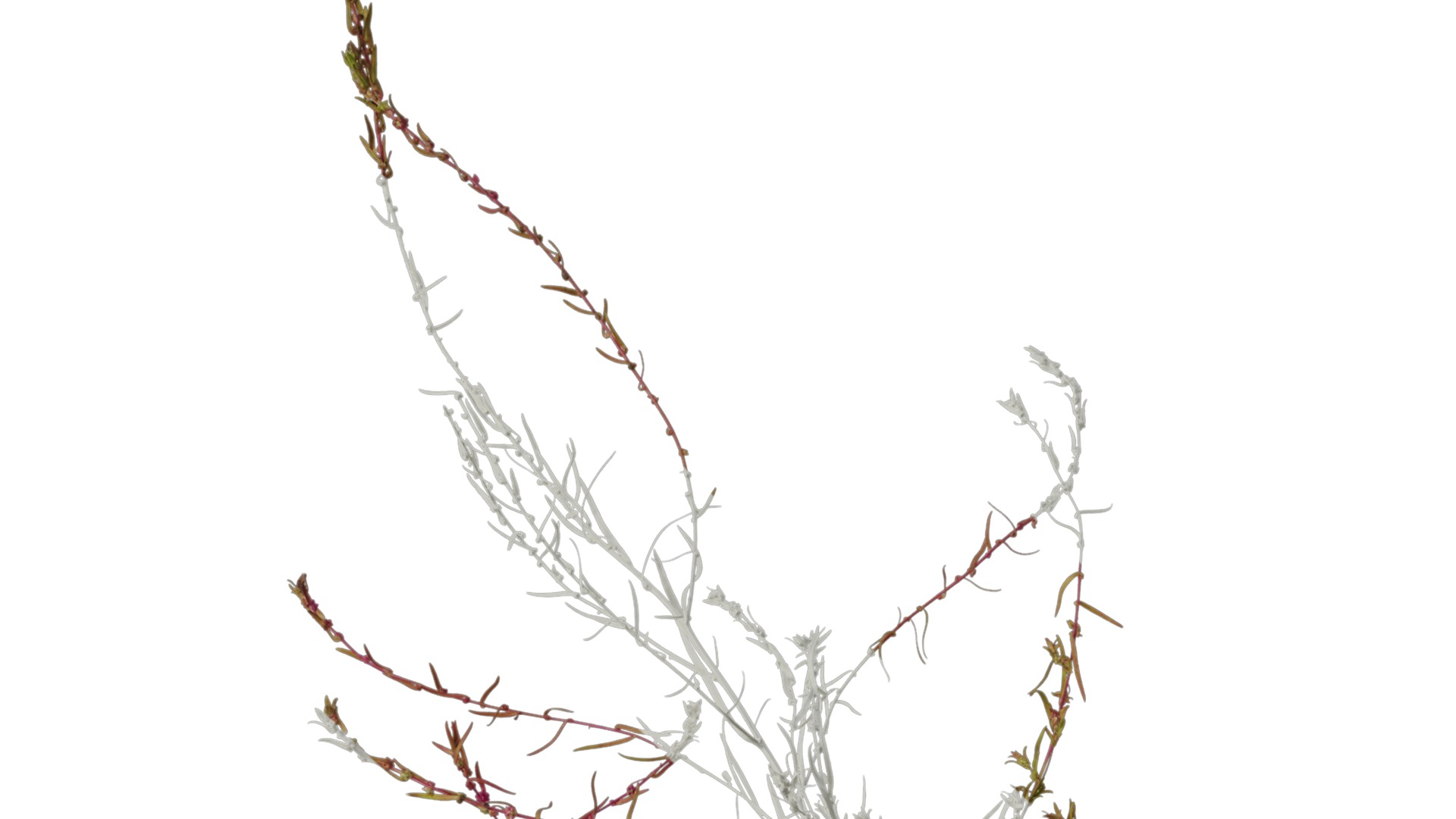 Anydrafts Kochia scoparia Atlas 03 Texture_1