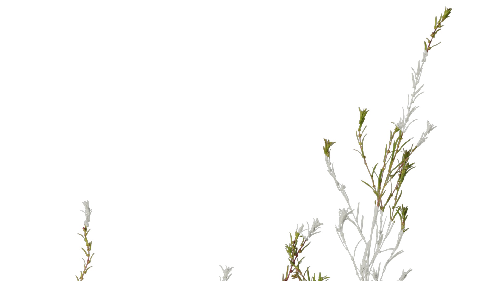 Anydrafts Kochia scoparia Atlas 03 Texture_2