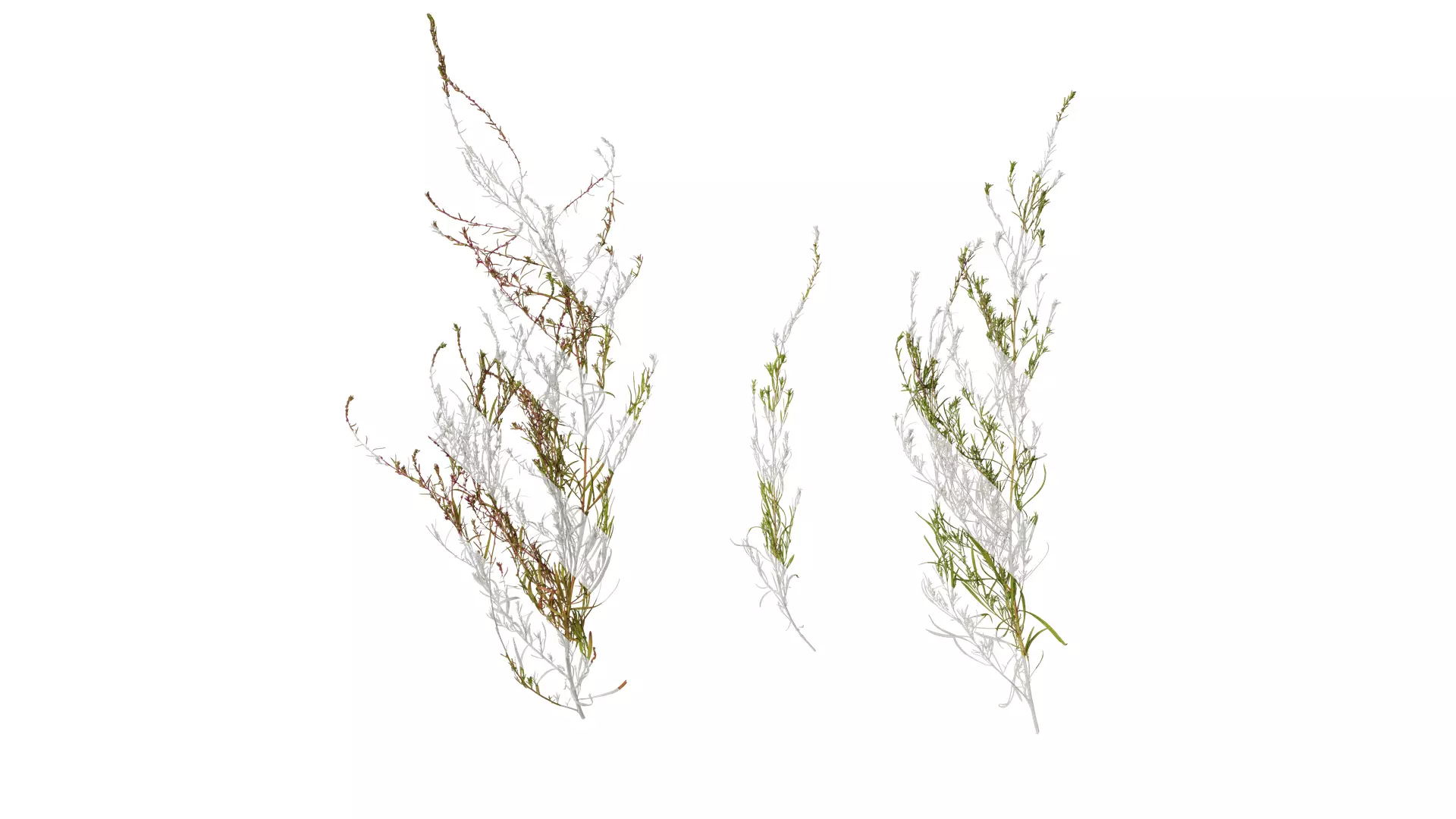 Anydrafts Kochia scoparia Atlas 03 Texture_0