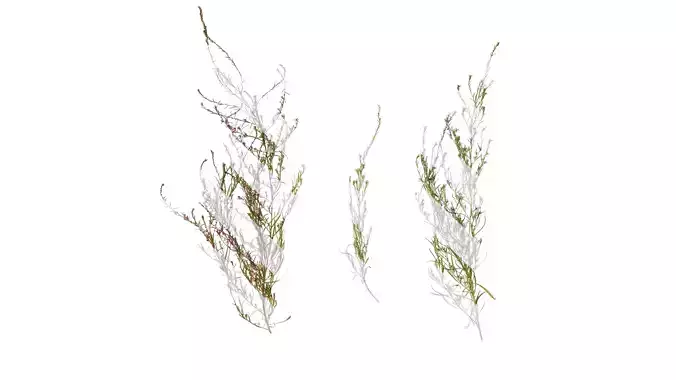 Anydrafts Kochia scoparia Atlas 03 Texture Anydrafts Kochia scoparia Atlas 03 Texture