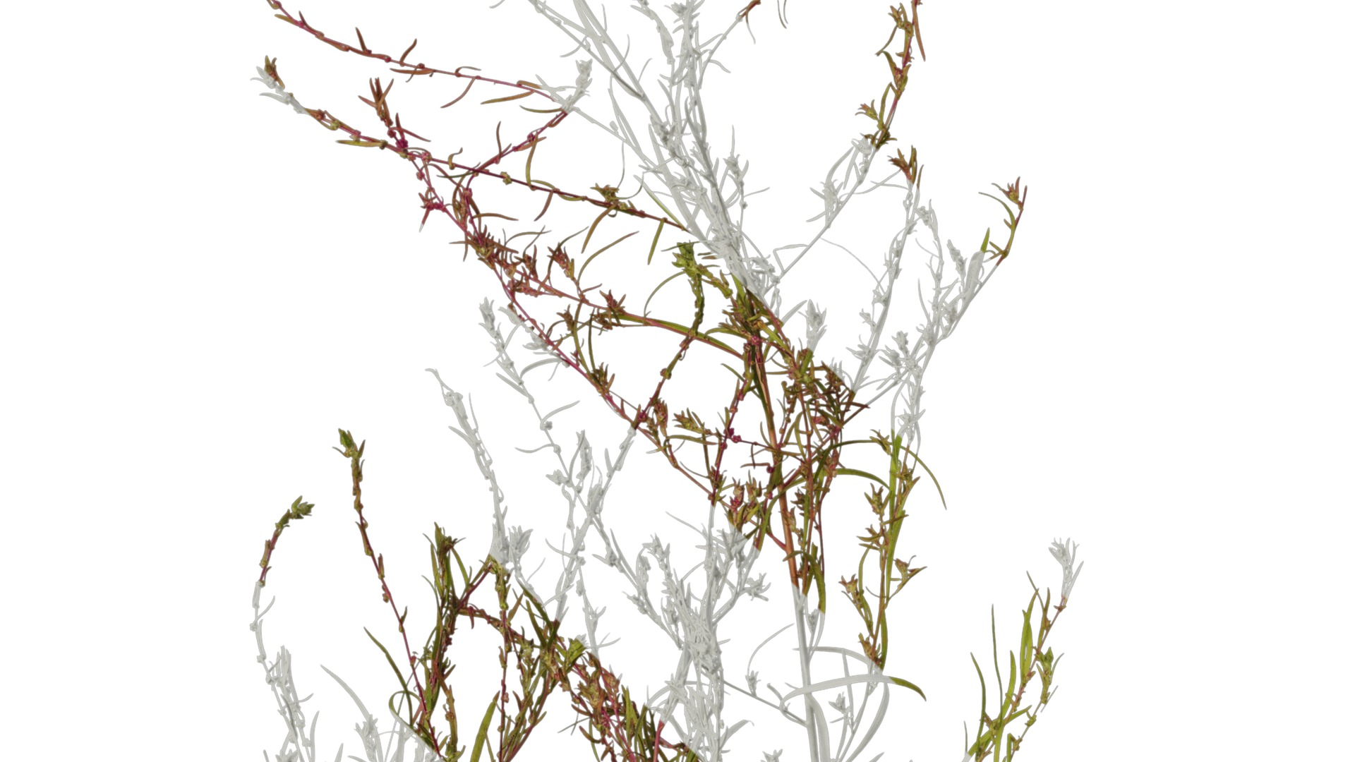 Anydrafts Kochia scoparia Atlas 03 Texture_3