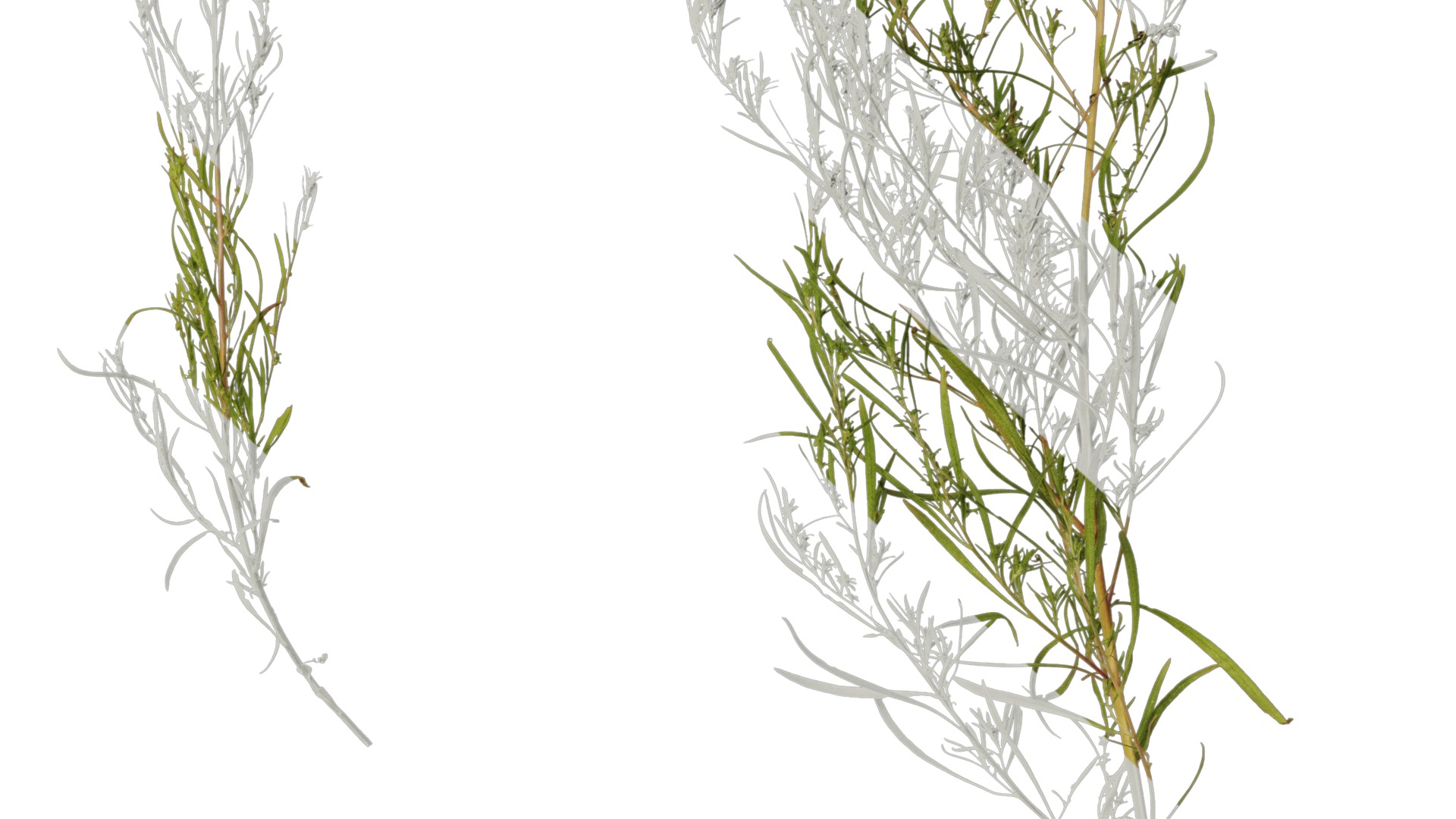 Anydrafts Kochia scoparia Atlas 03 Texture_6