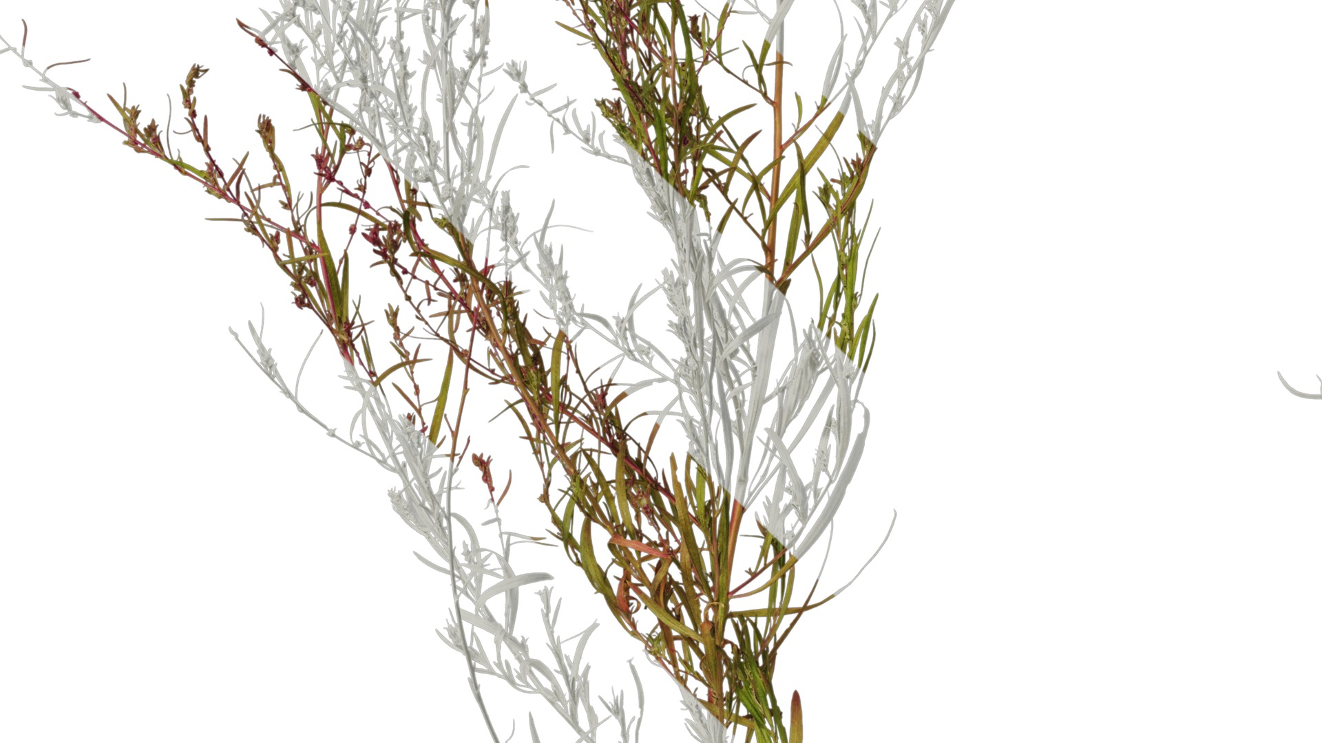 Anydrafts Kochia scoparia Atlas 03 Texture_5