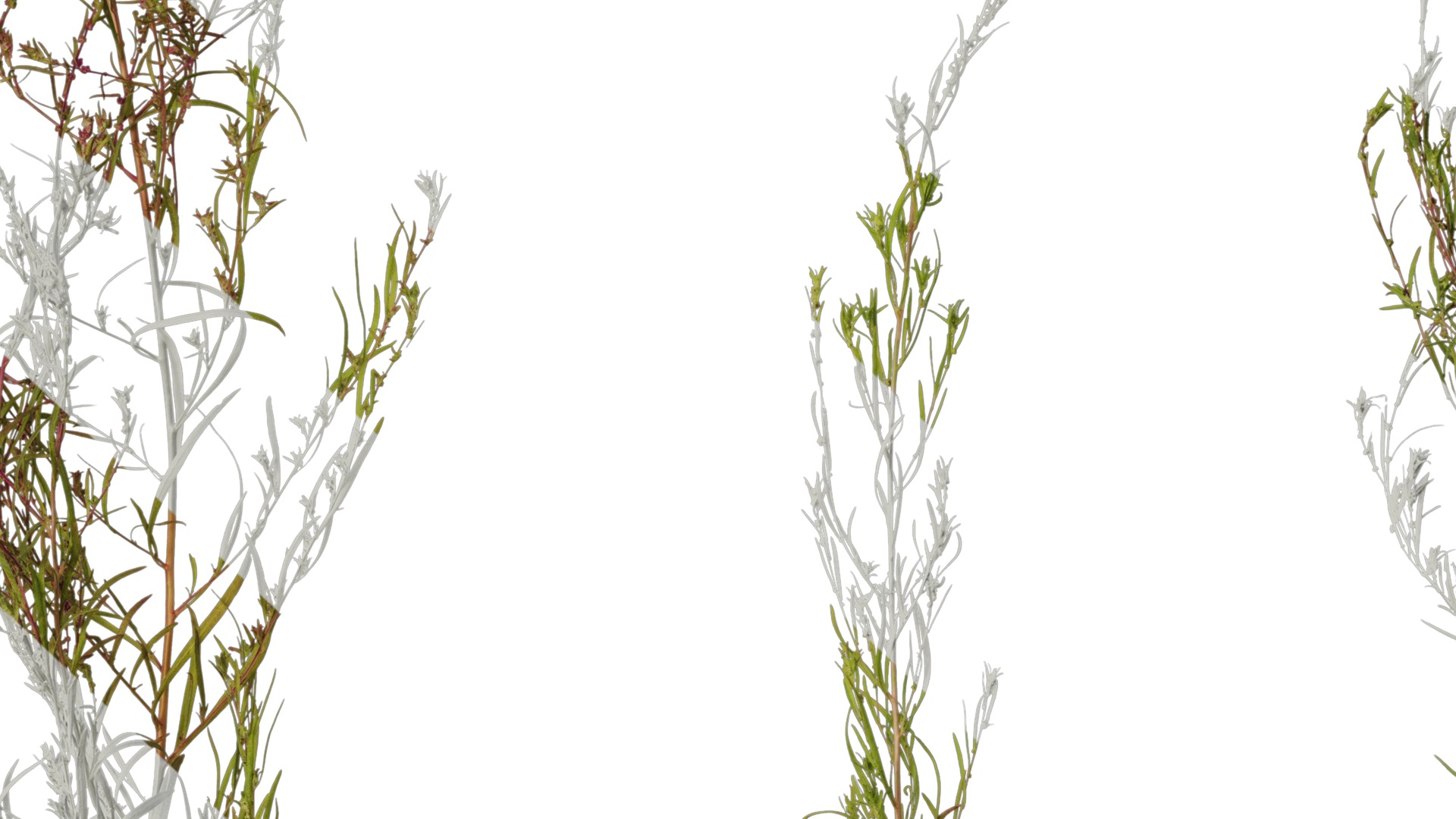 Anydrafts Kochia scoparia Atlas 03 Texture_7