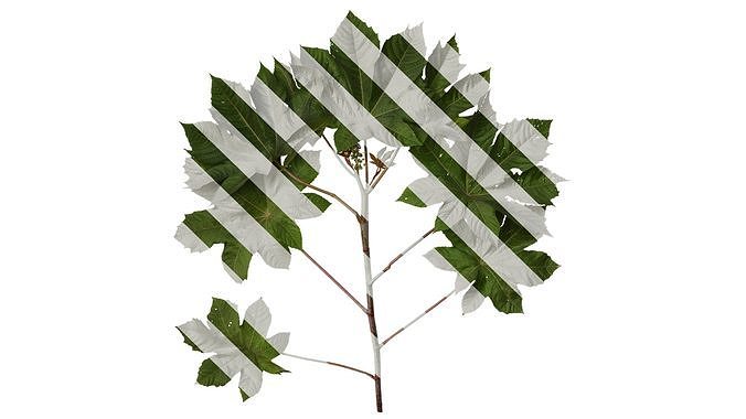 Anydrafts Ricinus communis Atlas 03 Texture