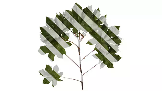 Anydrafts Ricinus communis Atlas 03