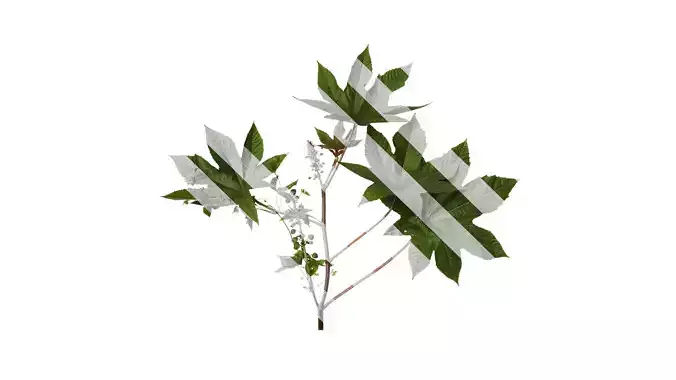 Anydrafts Ricinus communis Atlas 04