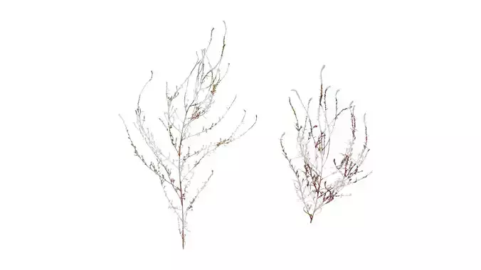 Anydrafts Kochia scoparia Atlas 04