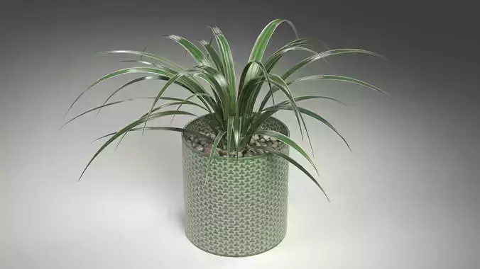 A Spider Plant in Plant Pot