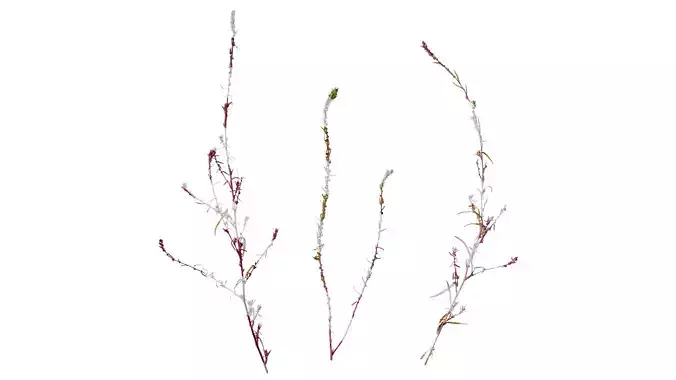 Anydrafts Kochia scoparia Flower 01