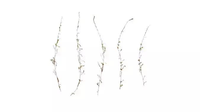 Anydrafts Kochia scoparia Flower 02