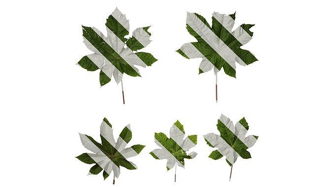 Anydrafts Ricinus communis Leaf 03 Texture