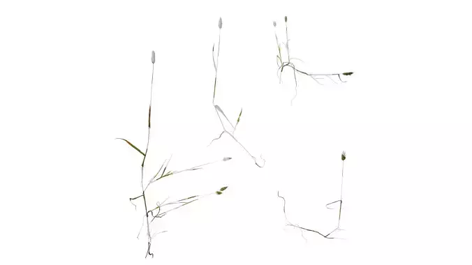 Anydrafts Lagurus ovatus Atlas 01