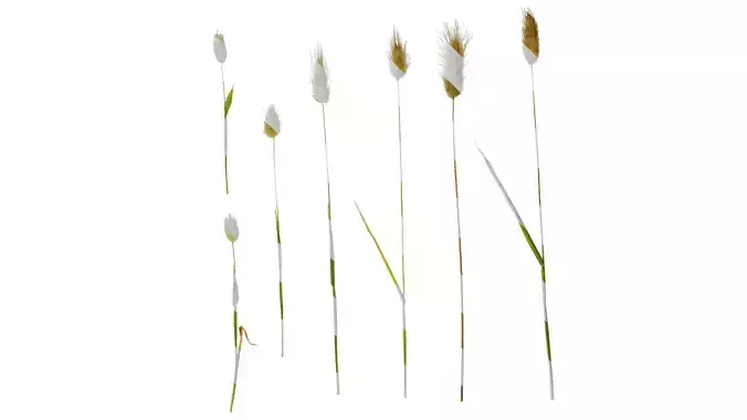 Anydrafts Lagurus ovatus Atlas 02