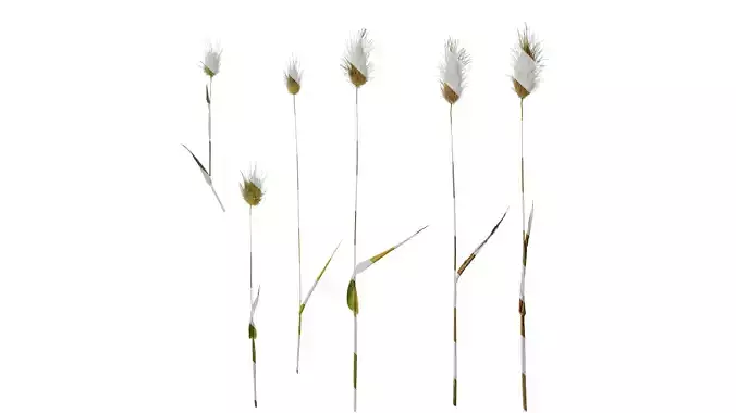 Anydrafts Lagurus ovatus Atlas 03