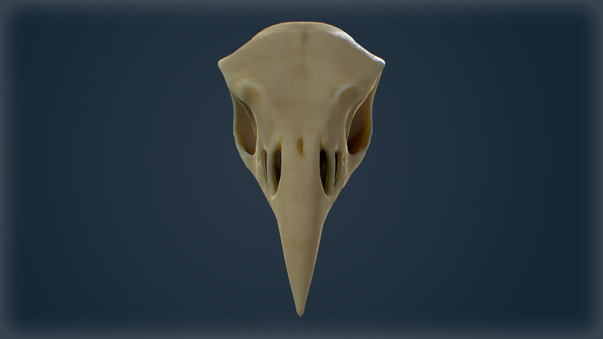 Low-Poly Raven Skull 3D Model - Game-Ready with Textures Low-poly 3D model_2