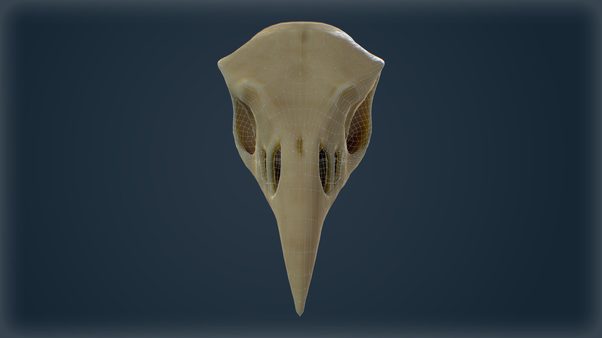 Low-Poly Raven Skull 3D Model - Game-Ready with Textures Low-poly 3D model_3